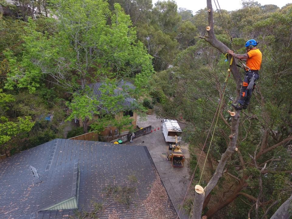Arborist Trimming a Tree, Wearing Safety Gear — Chop n Drop Tree Specialists in Belmont, NSW