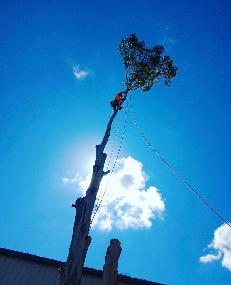 Arborist Cutting Down a Tree on a Sunny — Chop n Drop Tree Specialists in Belmont, NSW