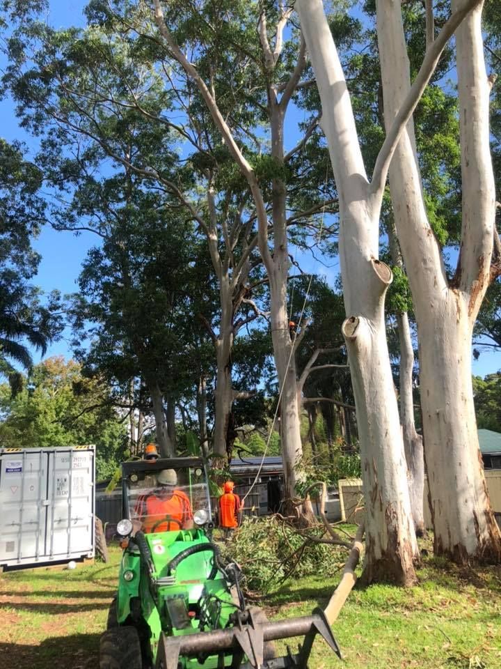Workers Trimming Tall Trees, Using a Tractor — Chop n Drop Tree Specialists in Valentine, NSW