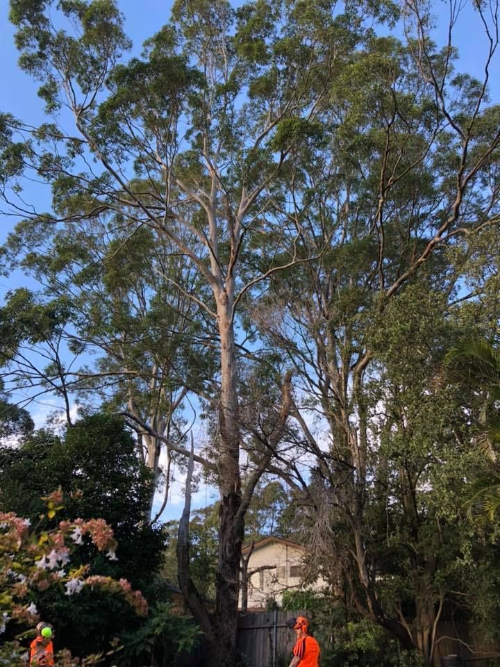 Tall Eucalyptus Tree With a Light-coloured Trunk — Chop n Drop Tree Specialists in Wallsend, NSW