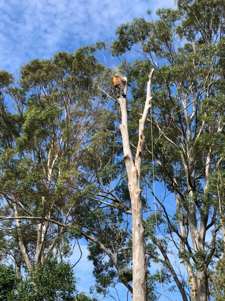 Arborist Cuts a Tall Tree Under a Blue Sky — Chop n Drop Tree Specialists in Wallsend, NSW