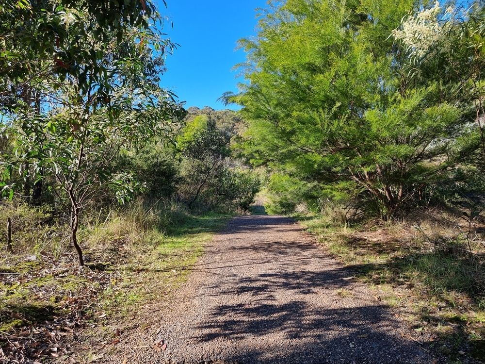 Dirt Path Through a Sunlit Green Forest With a Blue Sky — Chop n Drop Tree Specialists in Wallsend, NSW