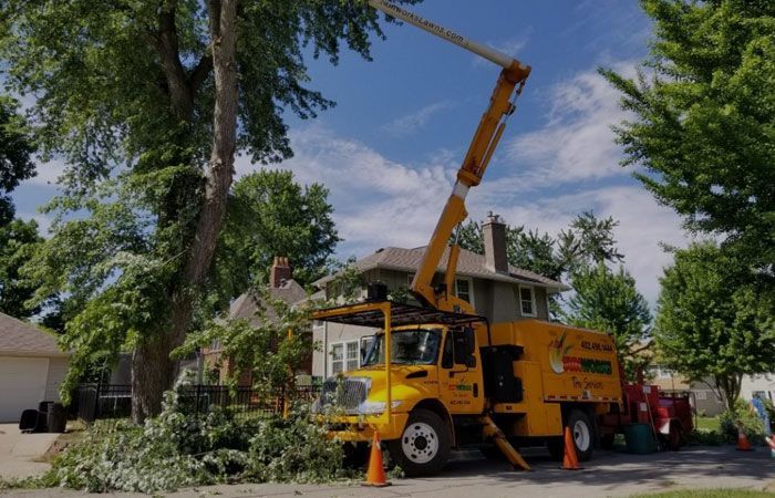 Yellow Tree Service Truck With Extended Boom Trimming a Large Tree — Chop n Drop Tree Specialists in Belmont, NSW
