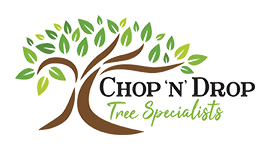 Tree Lopping Specialist Newcastle