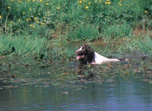 Puppy Management  - Derbyshire - Best Buddies - Dog Training