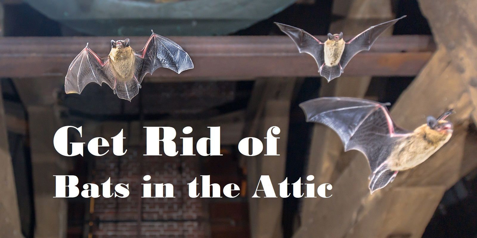 Three bats flying in an attic. Text reads: