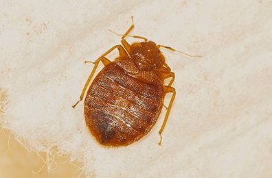 Bed bug on white fabric, brown body, six legs, two antennae.