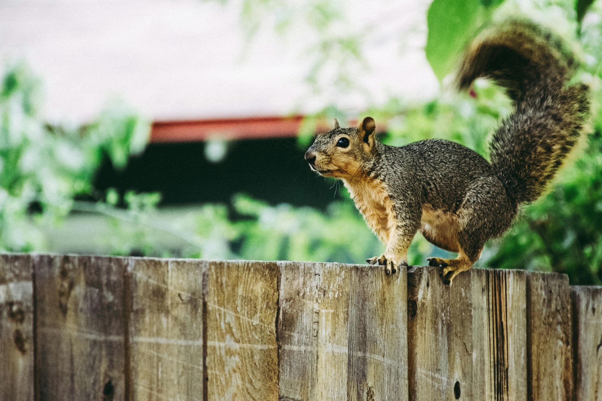 Squirrel on a wooden fence, looking to the left, with its tail up. Green foliage in the background.