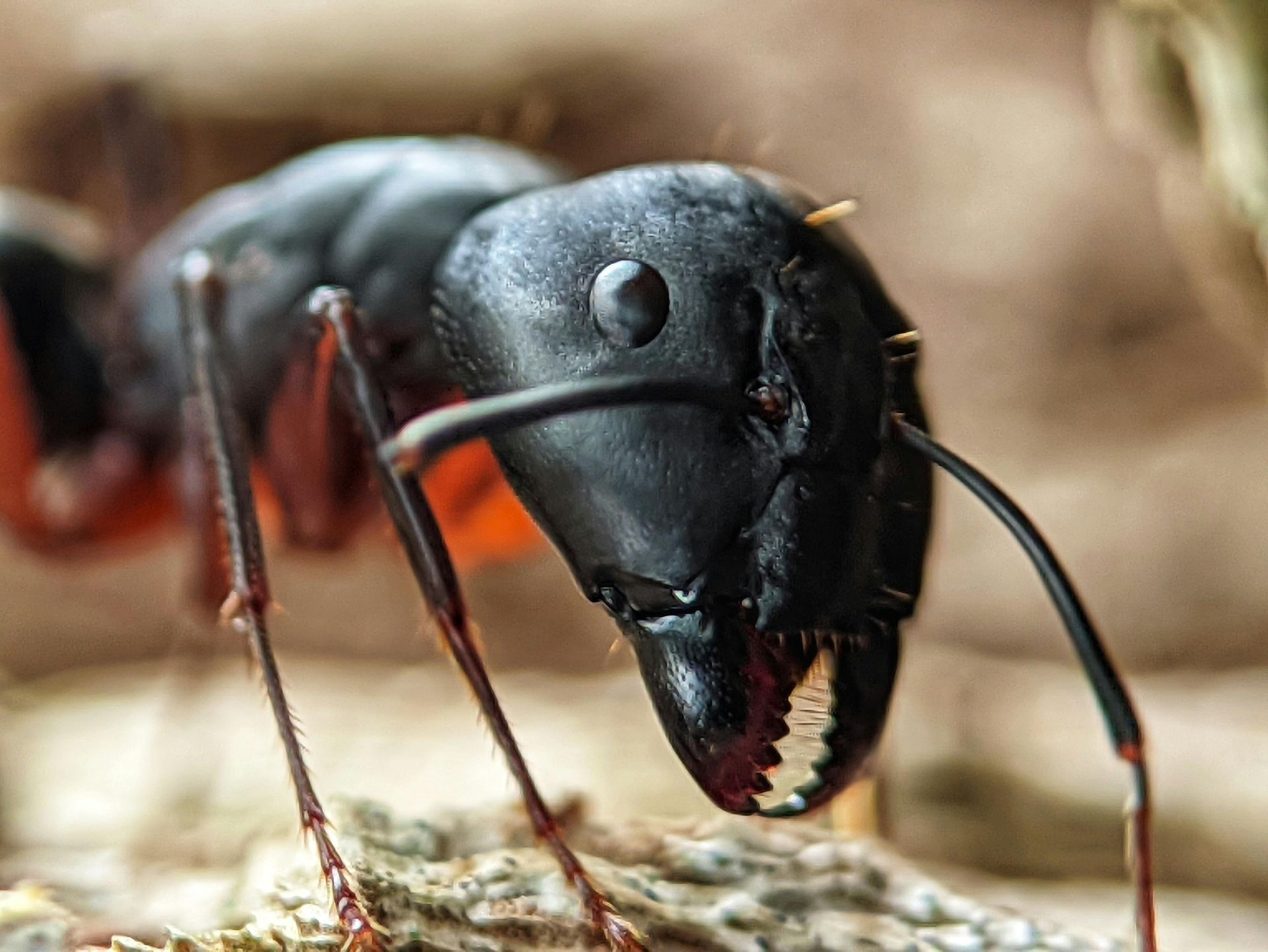 Black ant with large mandibles, close-up. Shiny head, reddish-brown legs, and antennae.