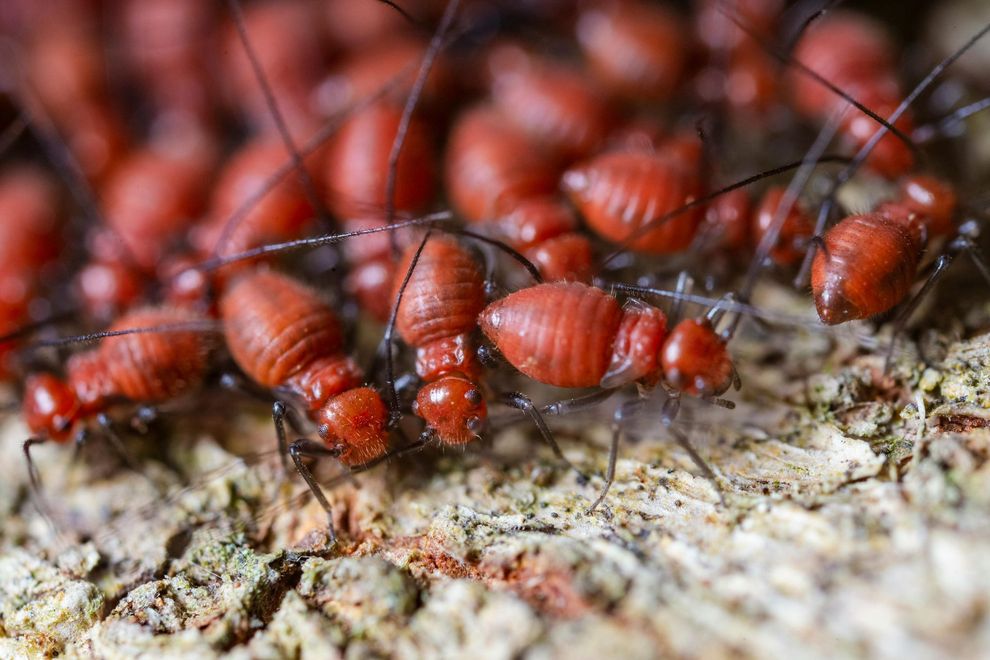 Red and black beetles clustered on textured bark.