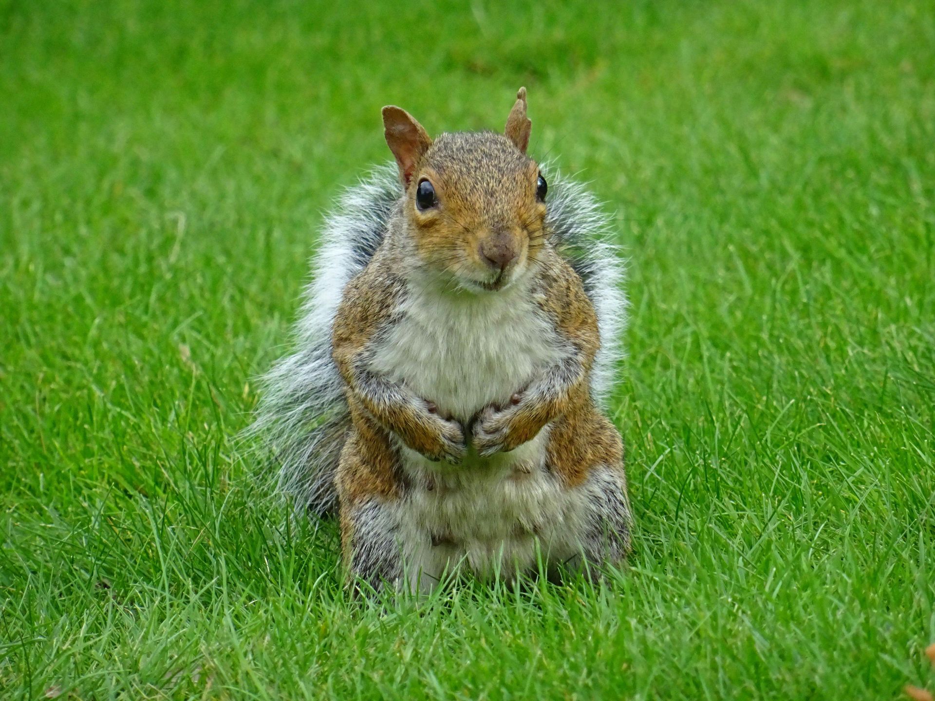 Squirrel standing in green grass with its paws clasped, looking directly at the camera.