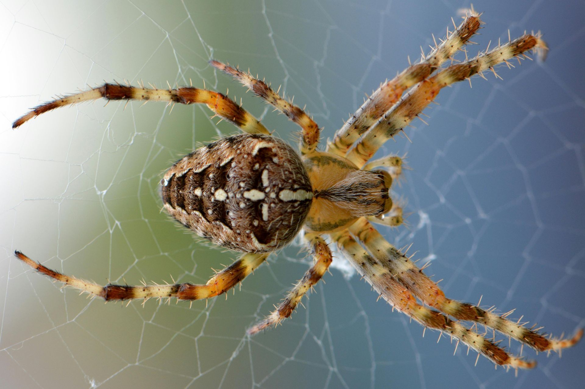Brown and tan orb-weaver spider with cross-shaped markings on its abdomen, resting in its web.