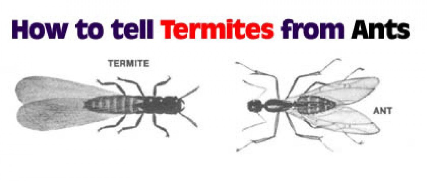 Diagram comparing a termite to an ant, showing their physical differences.