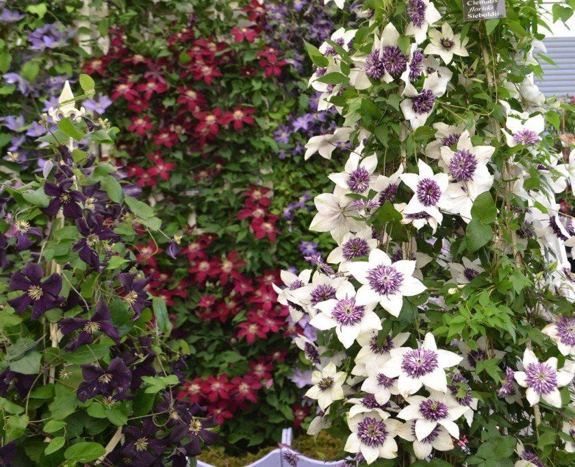 Guilford Garden Services Flowers