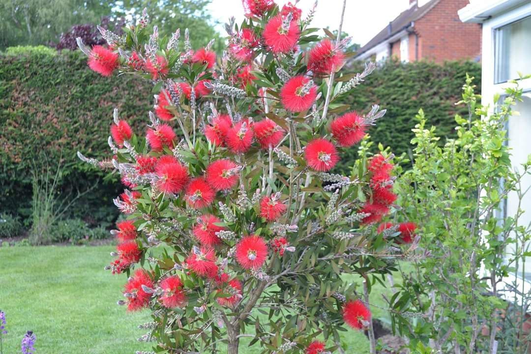 Home Grown Flowers Guildford Garden Services