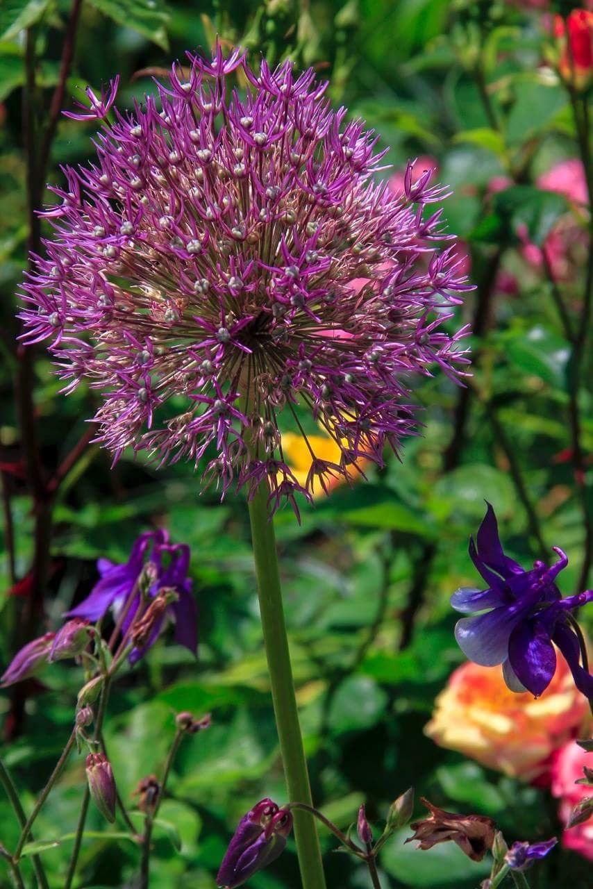 Flower in bloom. Guildford Garden Services