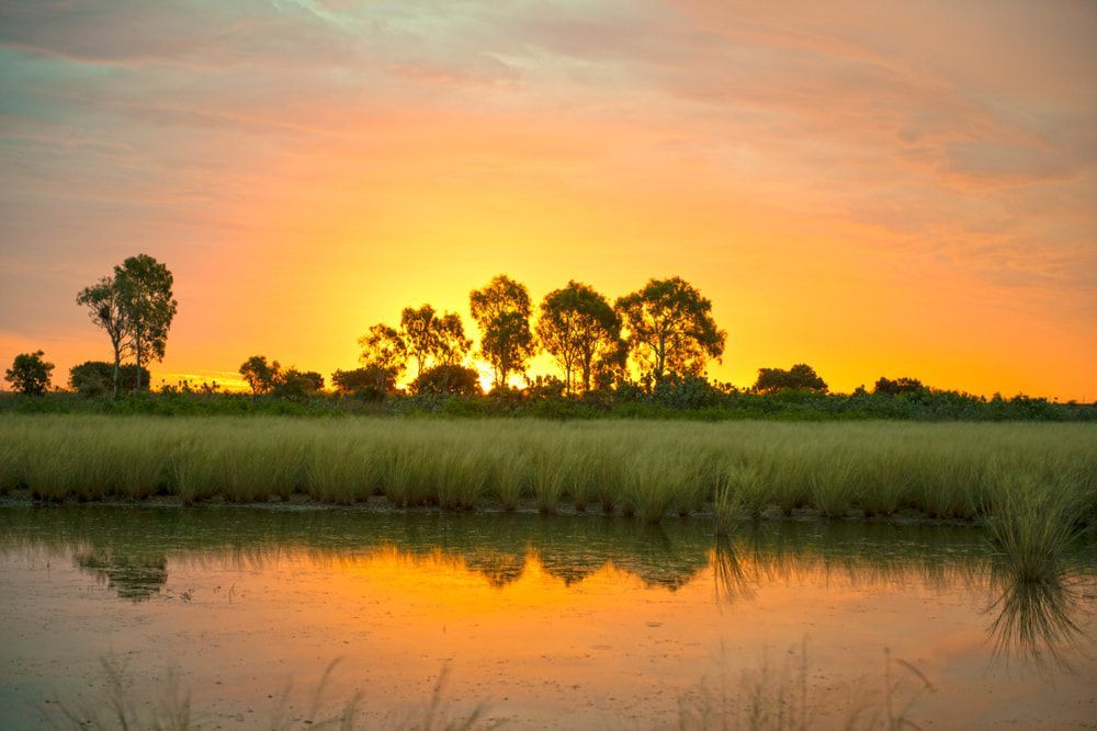A Sunset Over A Swamp With Trees In The Foreground And A Body Of Water — PH Davie in Karumba, QLD