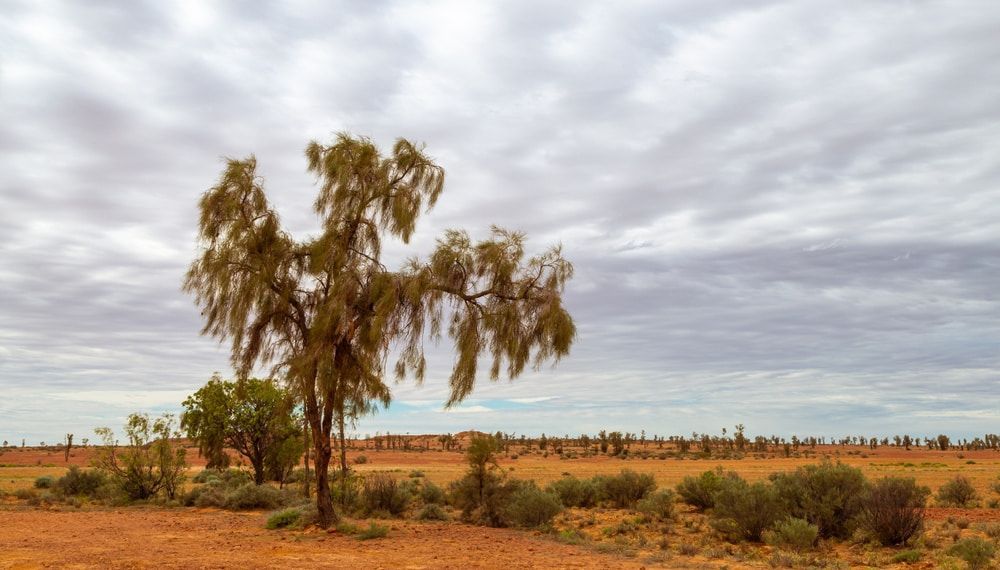 A Tree In The Middle Of A Desert With A Cloudy Sky — PH Davie in Bedourie, QLD