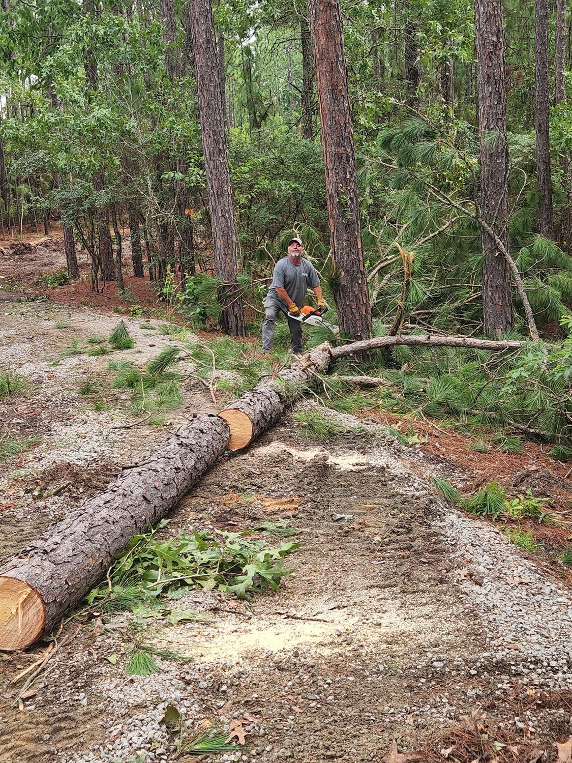 Cutting Trees — Pelion, SC — Hereford and Son LLC
