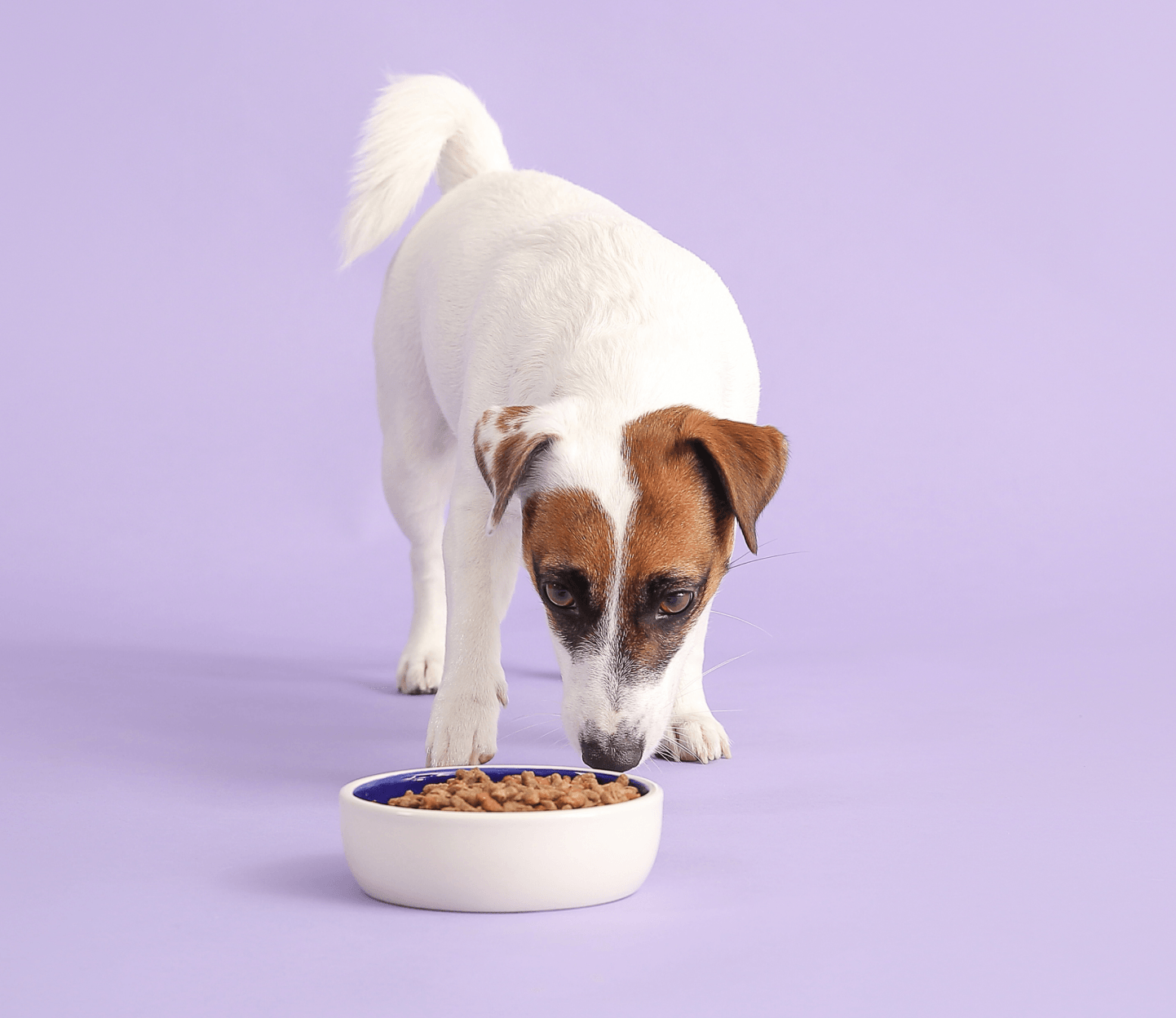 A small dog is eating food from a bowl on a purple background.