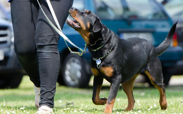 Rottweiler in training