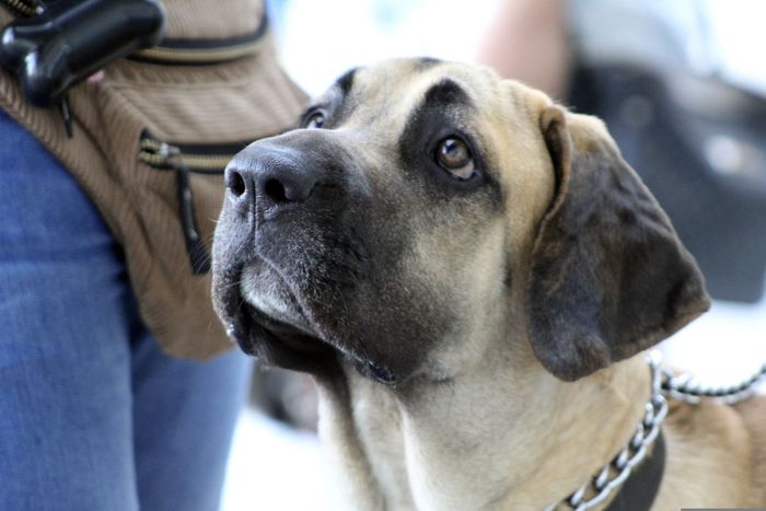 Mastiff in training