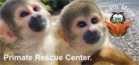 Two monkeys are sitting next to each other and looking at the camera.