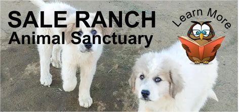 Two white puppies are standing next to each other in front of a sign that says sale ranch animal sanctuary.