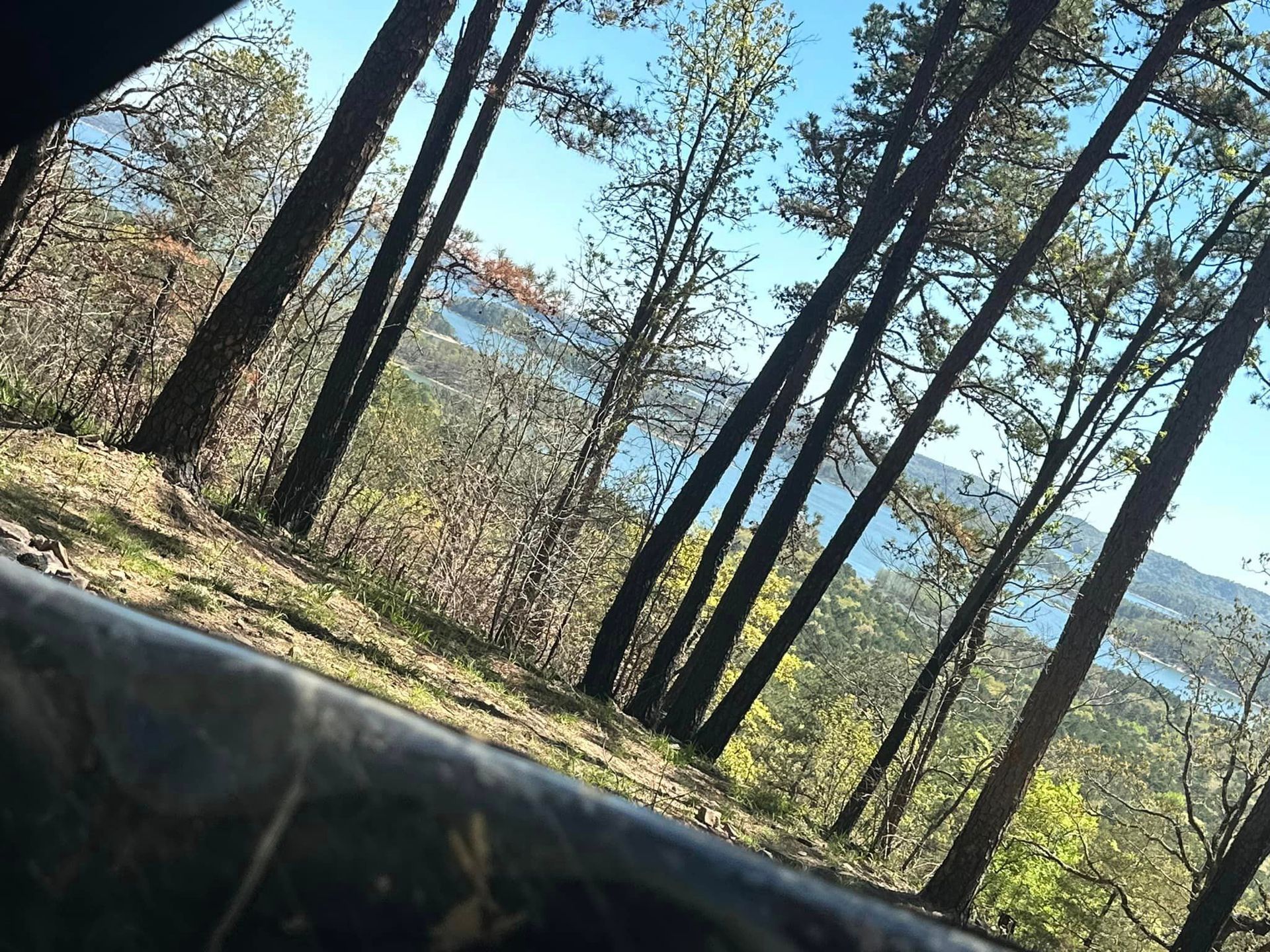 A view of a forest from a car window with a lake in the background.