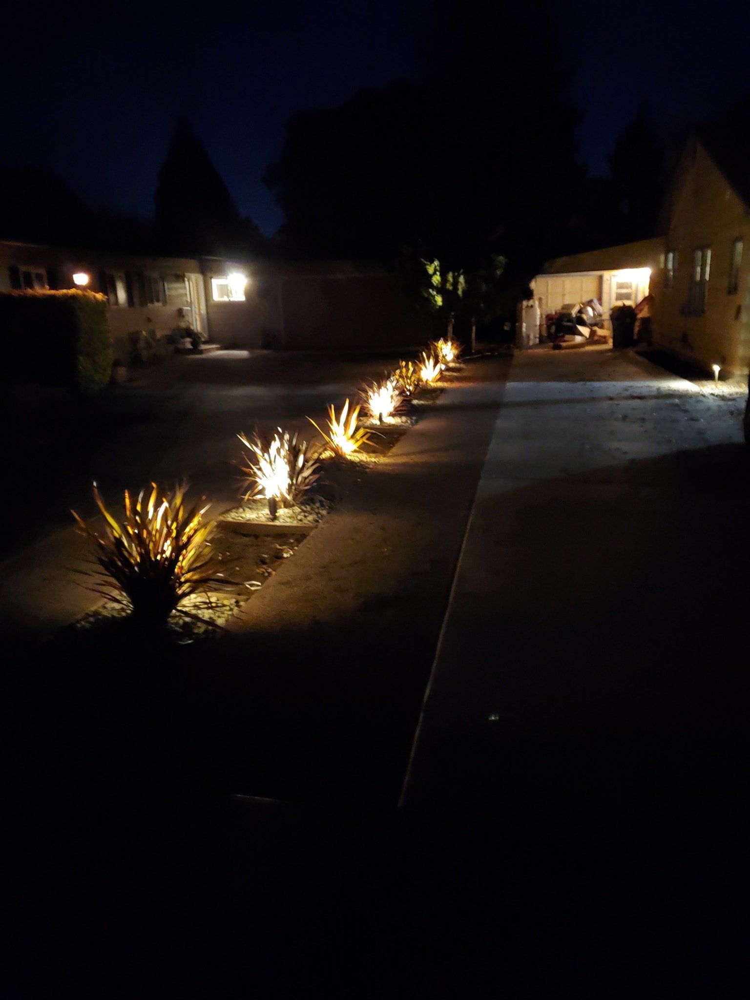 Plants With Bulb — Medford, Oregon — Springfall Landscape & Maintenance