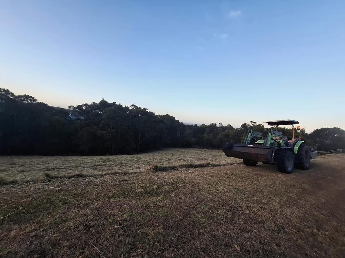 A Man is Cutting a Tree With a Chainsaw in the Woods — Barrington Coast Contracting in Gloucester, NSW