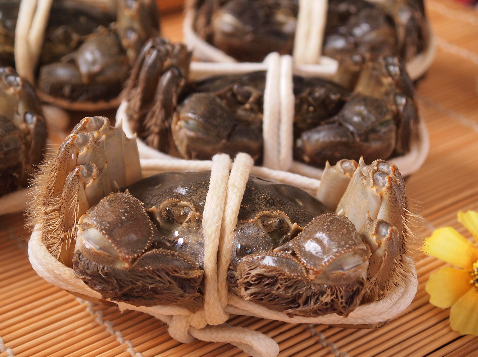 大閘蟹5.1-5.5兩（母蟹）