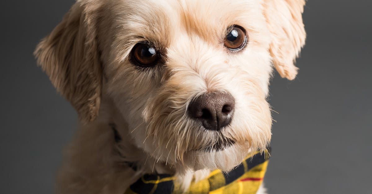 A close up of a dog wearing a yellow and black plaid bandana.