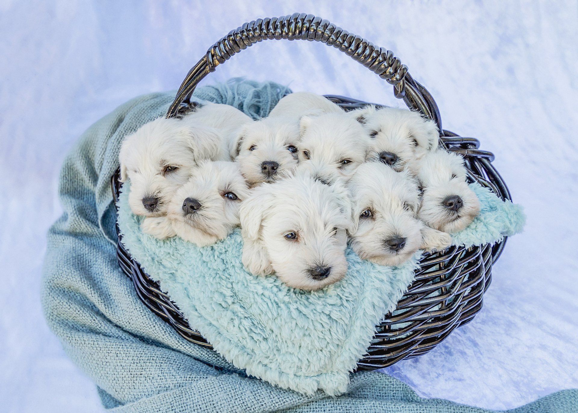 Miniature Schnauzers
