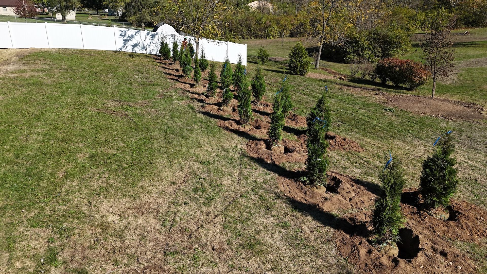 Line of newly planted evergreen trees along a white fence in a grassy yard.