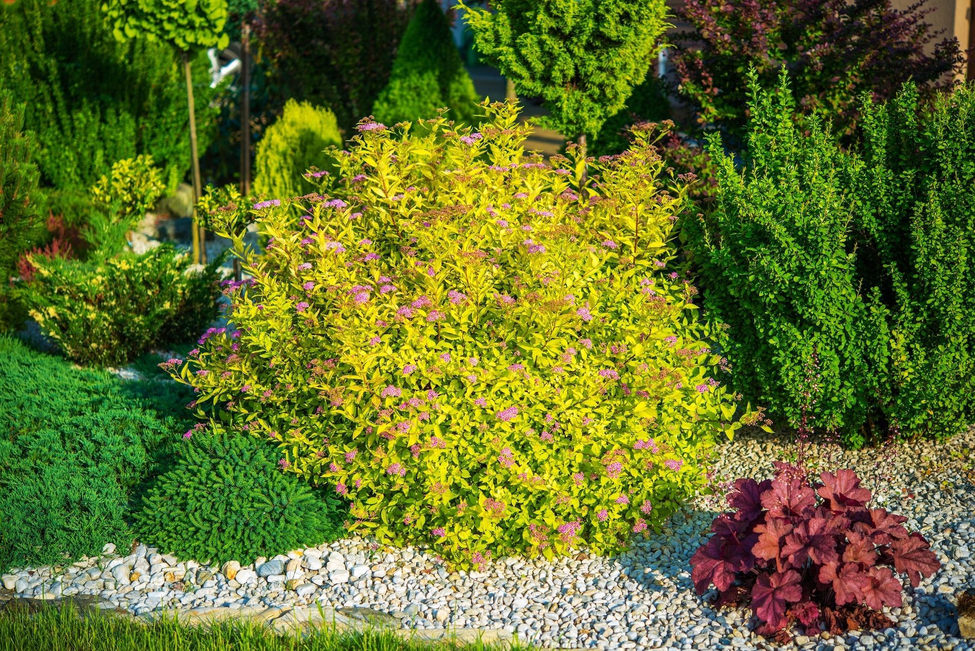 A yellow-leafed shrub with pink flowers surrounded by other green plants and gravel in a garden.