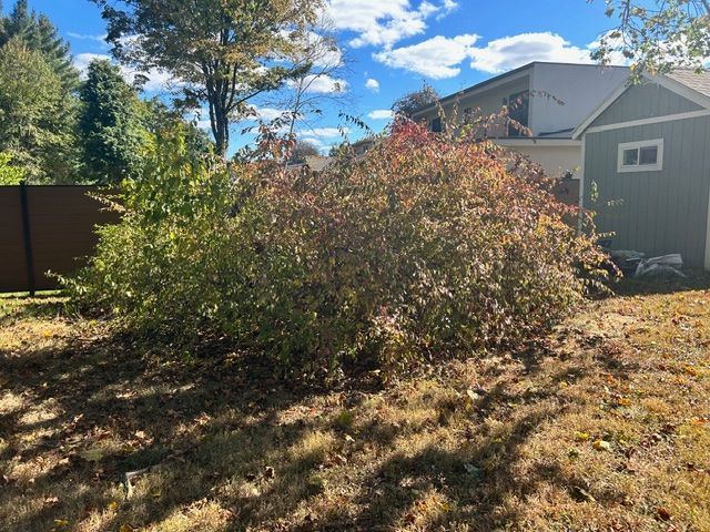 Bush with yellow, red, and green foliage in a yard. Brown grass covers the ground with a house and shed in the background.