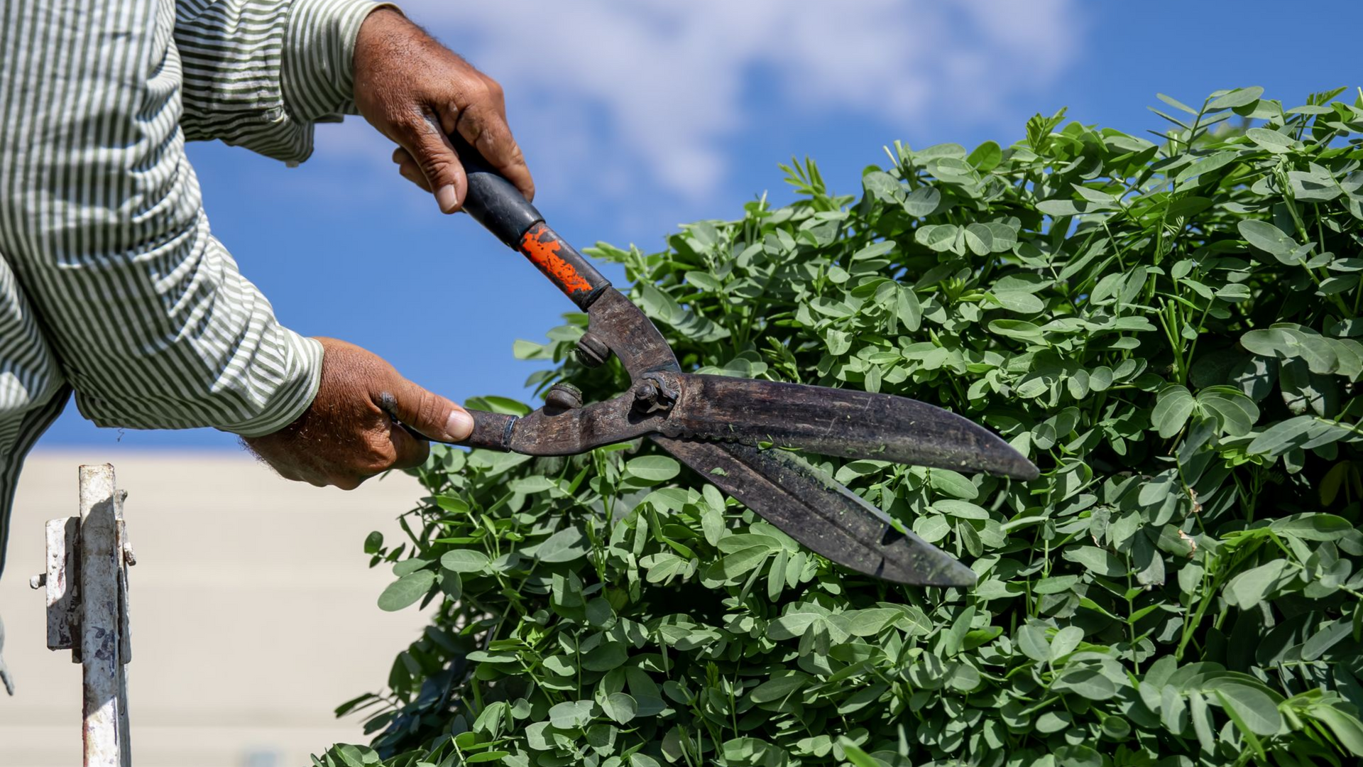 Person using large shears to trim a green bush against a blue sky.