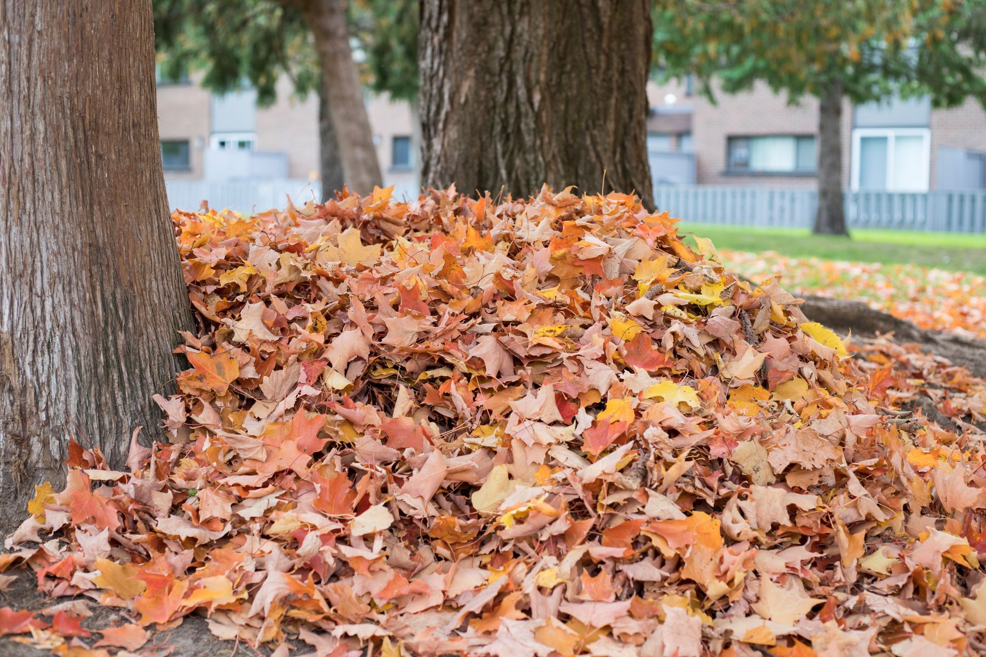 Pile of colorful autumn leaves at the base of two trees in a park setting.