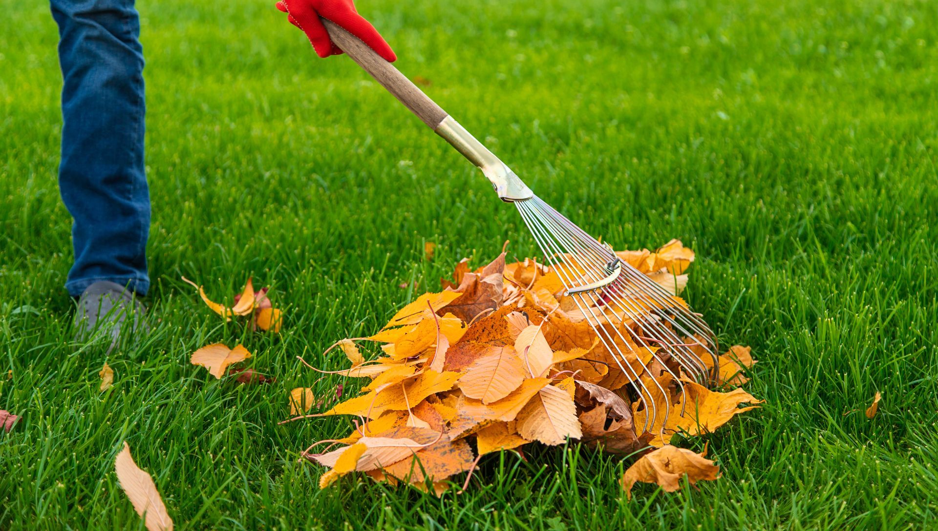 A person in red gloves uses a metal rake to gather orange autumn leaves on a green grass lawn.
