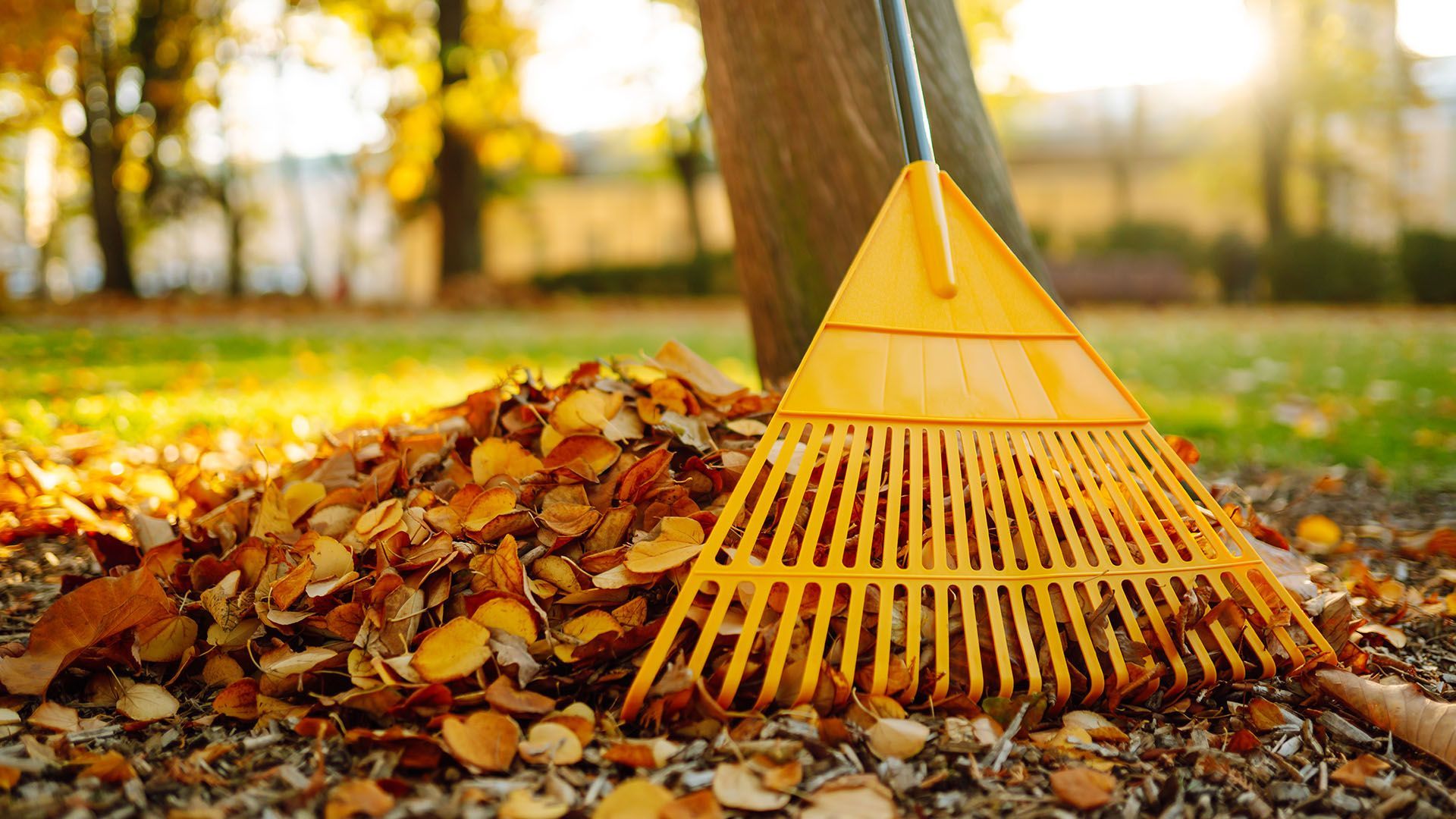 Yellow rake leaning against a tree, next to a pile of fallen autumn leaves.