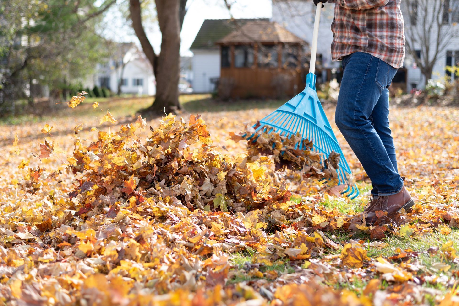 Person raking autumn leaves on a lawn, using a blue rake.