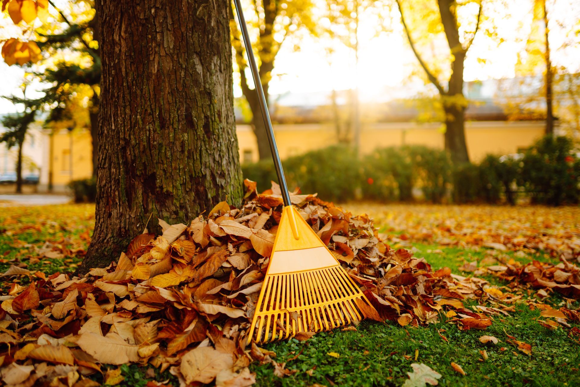 Rake leaning against a pile of autumn leaves beside a tree in a sunny park