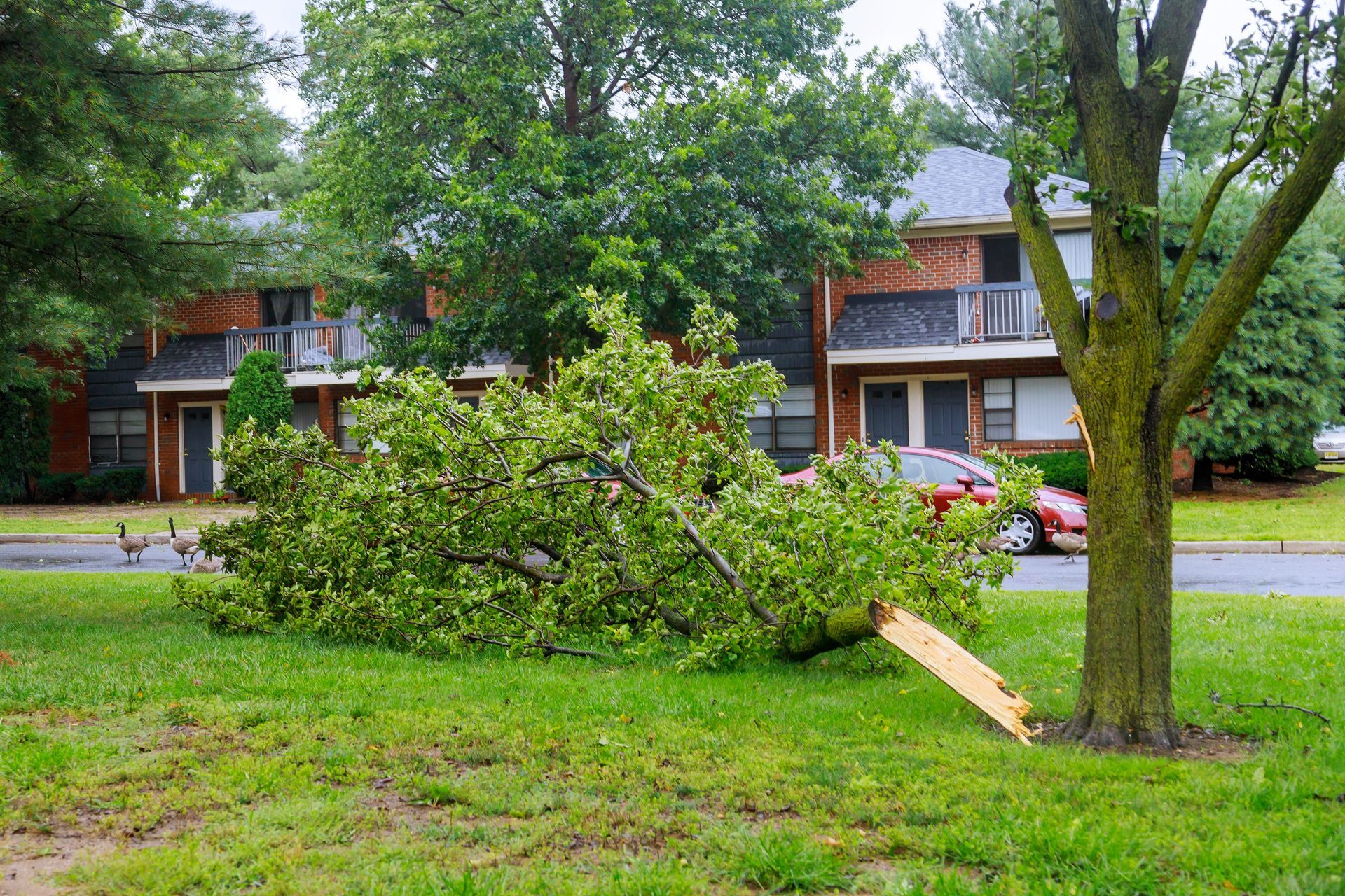 Large tree fallen across a grassy yard in front of brick houses after storm damage