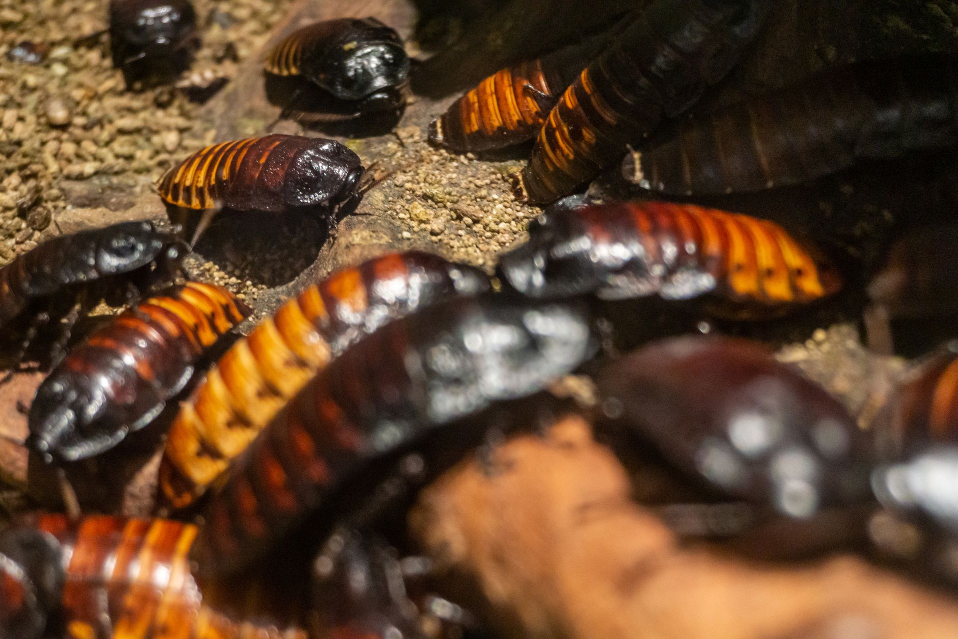 Gruppo di blatte sibilanti del Madagascar con strisce marroni e arancioni.