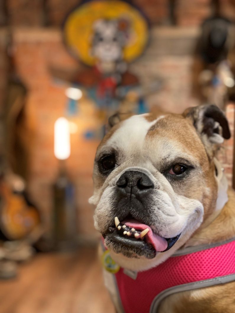 A close up of a bulldog wearing a pink harness.