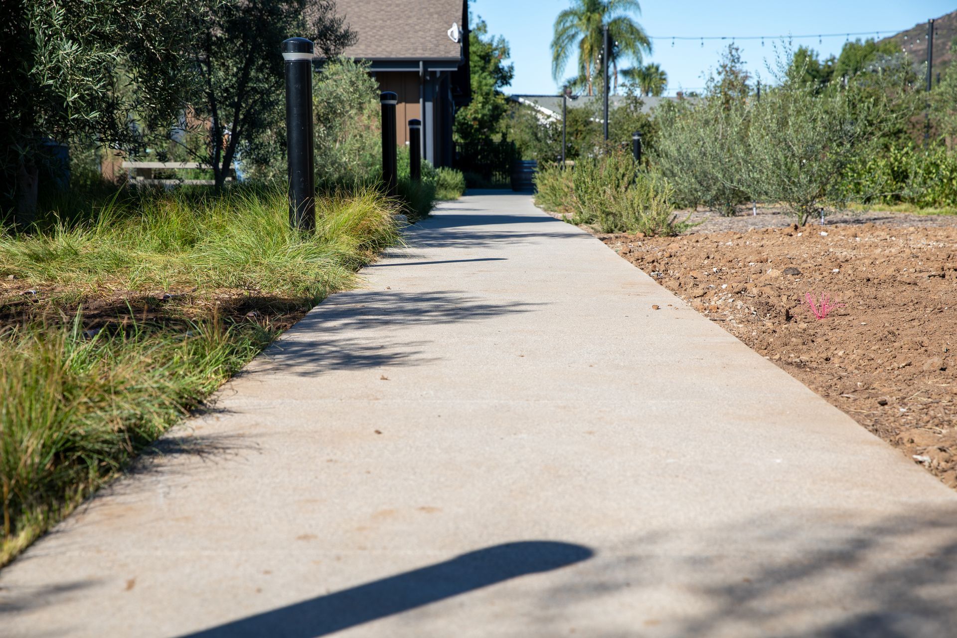 A shadow of a tree is cast on a concrete walkway