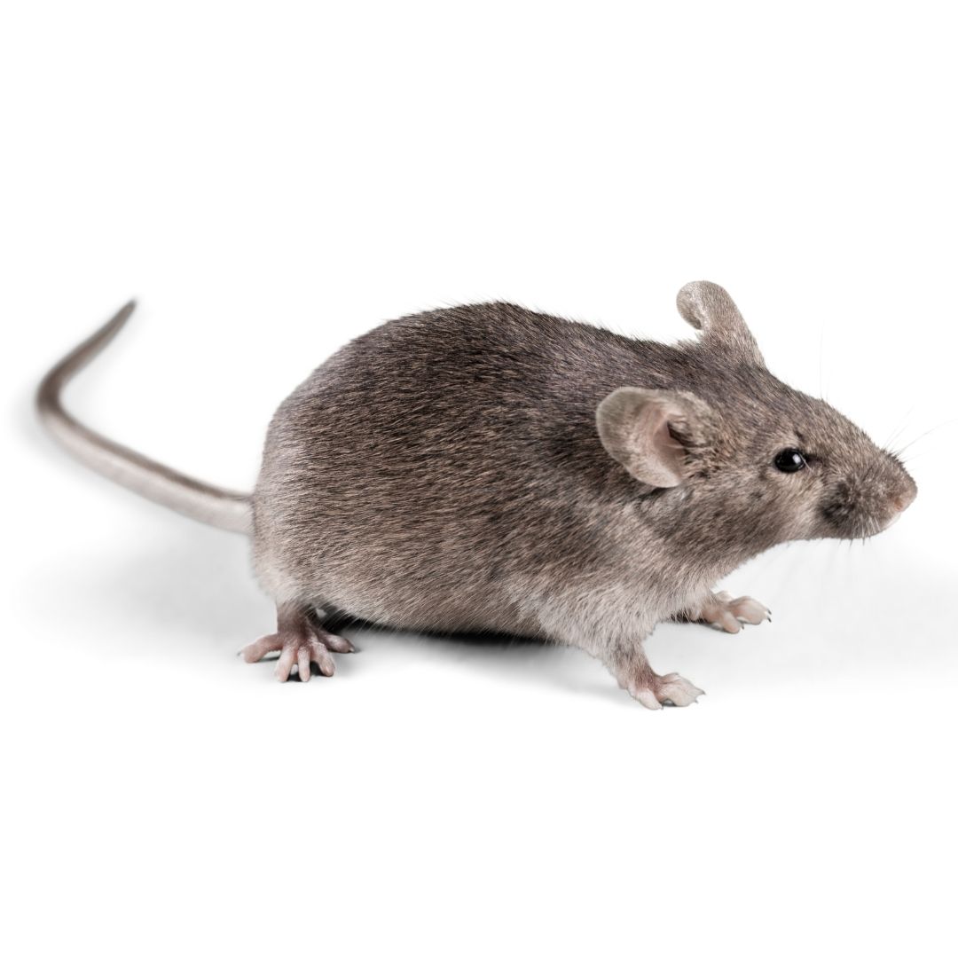 Derattizzazione Legnano