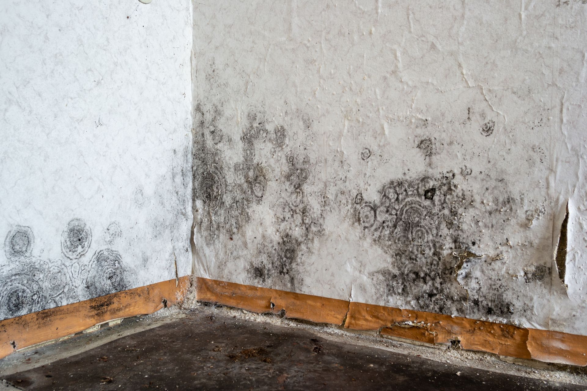 Mold in house
