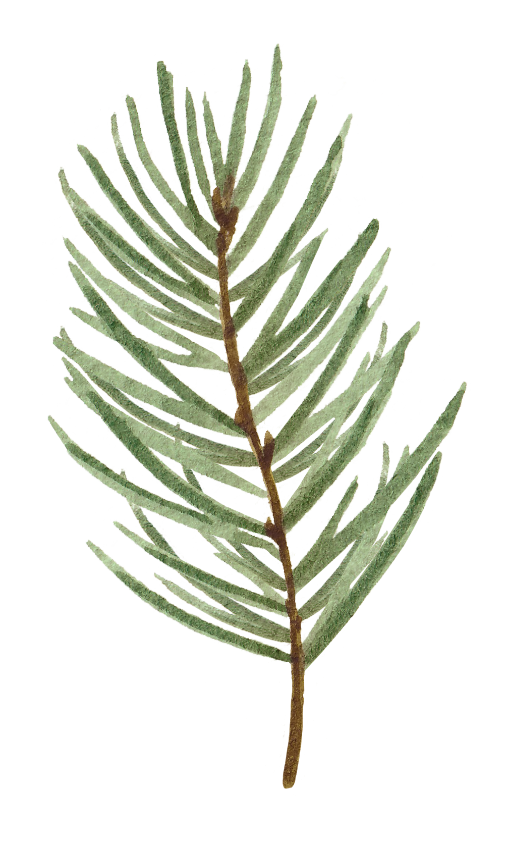 Watercolor illustration of a fir tree branch with green needles and a brown stem.